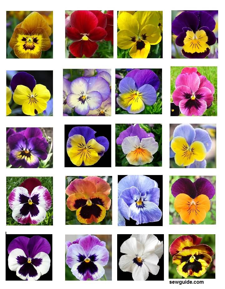 pansy images